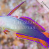 Nemateleotris decora