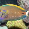 Acanthurus fowleri