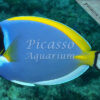 Acanthurus leucosternon