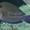 Acanthurus nigrofuscus