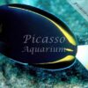 Acanthurus nigricans