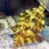 Acreichthys tomentosus