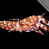 Alpheus bellulus