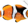 Amphiprion percula