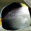 Cheatodoplus mesoleucus