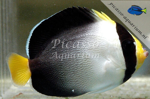 Cheatodoplus mesoleucus