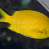 Chromis analis
