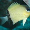 Chromis retrofasciata