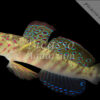 Cryptocentrus leptocephalus