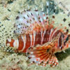 Dendrochirus zebra
