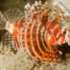 Dendrochirus brachypterus