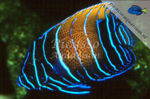Pomacanthus navarchus