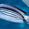 Genicanthus lamarck