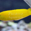 Halichoerus chrysus