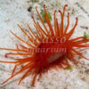 Limaria Orientalis
