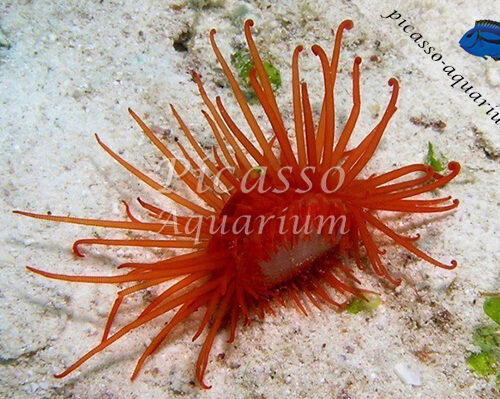 Limaria Orientalis