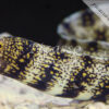 Nebulosa echidna