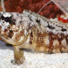 Opistognathus whitehursti