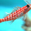 Oxycirrhitus typus