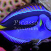 Paracanthurus hepatus