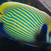 Pomacanthus imperator