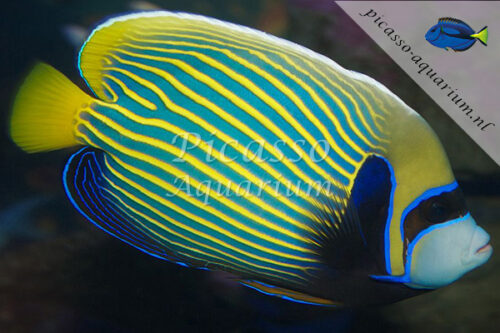 Pomacanthus imperator