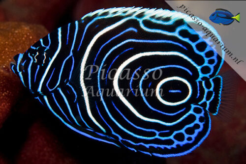 Pomacanthus imperator