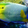 Pomacanthus xanthometopon