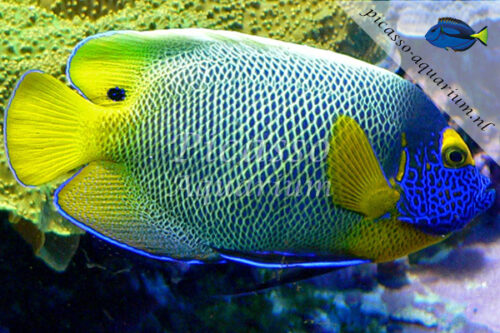 Pomacanthus xanthometopon