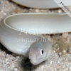 Pseudechidna Brummeri