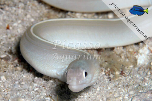 Pseudechidna Brummeri