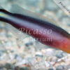 Pseudochromis bitaeniatus