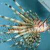 Pterois volitans