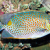 Siganus guttatus