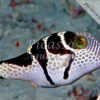 Canthigaster valentini