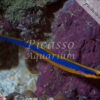 Doryrhampus melanopleura
