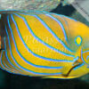 Pomacanthus annularis