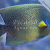 Pomacanthus semicirculatus