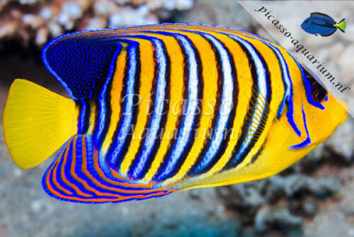 Pygoplites diacanthus