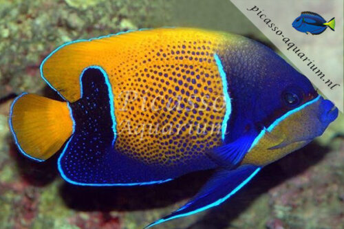 Pomacanthus navarchus