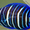 Pomacanthus sextriatus