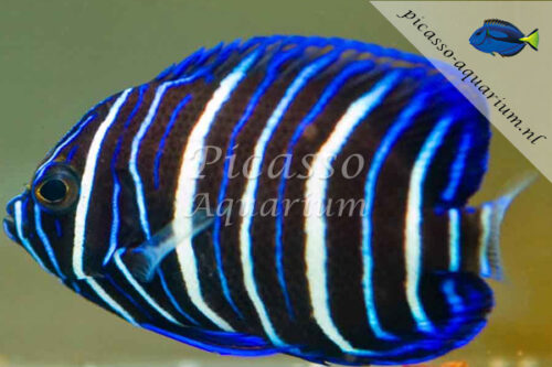 Pomacanthus sextriatus
