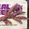 Real reef rock fancy branch