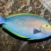 Acanthurus Mata