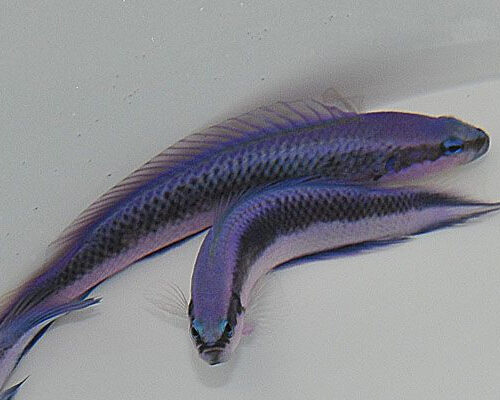 pseudochromis fridmani x sankeyi