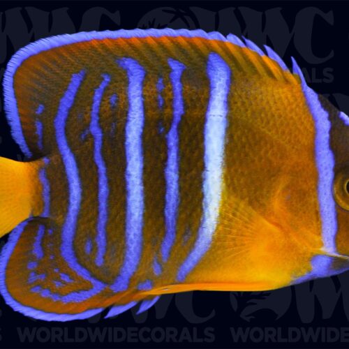 Holacanthus passer - T.B.