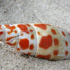 Mitra Mitra snail