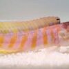 opistognathus randalli