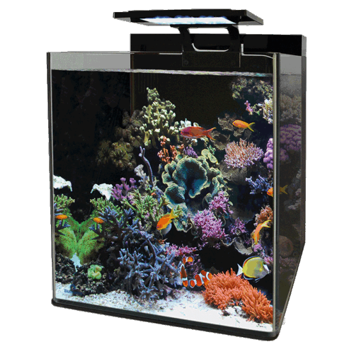 Blue Marine Reef 60