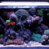 Blue Marine Reef 160